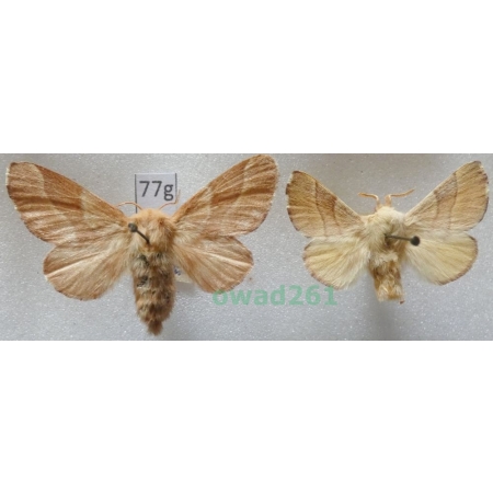 Malacosoma neustria (Linnaeus, 1758) pair Czech77g